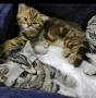 продаются шикарные породистые британские короткошерстные котята